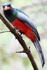 Trogon de Mass�na (Trogon massena) - Panama