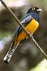 Trogon pattu (Trogon caligatus) - Panama