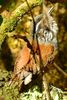 Troglodyte � poitrine grise (Henicorhina leucophrys) - Costa-Rica