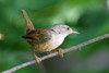 Northern Wren (Troglodytes troglodytes) - France