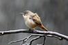 House Wren (Troglodytes aedon) - Argentina