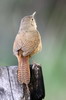 House Wren (Troglodytes aedon) - Argentina