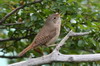 House Wren (Troglodytes aedon) - Chile