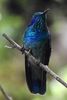 Colibri cyanote (Colibri cyanotus) - Costa-Rica