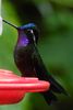 Colibri � gorge pourpr�e (Lampornis calolaemus) - Costa-Rica