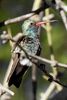 Colibri circ� (Cynanthus latirostris) - Etats-Unis