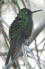 Cuban Emerald (Chlorostilbon ricordii) - Cuba