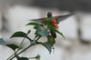 Amazilia Hummingbird (Amazilia amazilia) - Peru