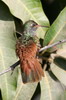 Amazilia Hummingbird (Amazilia amazilia) - Peru