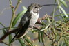Oasis Hummingbird (Rhodopis vesper) - Peru
