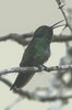 Colibri d'Anaïs (Colibri coruscans) - Pérou