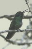 Sparkling Violet-ear (Colibri coruscans) - Peru