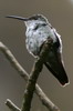 Green-and-white Hummingbird (Amazilia viridicauda) - Peru