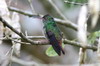 Rufous-tailed Hummingbird (Amazilia tzacatl) - Mexico