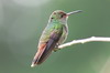 Rufous-tailed Hummingbird (Amazilia tzacatl) - Mexico