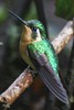 Colibri � ventre ch�tain (Lampornis castaneoventris) - Panama