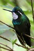Colibri � ventre ch�tain (Lampornis castaneoventris) - Panama