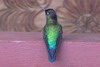 Colibri insigne (Panterpe insignis) - Costa-Rica