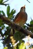 Merle � dos roux (Turdus rufopalliatus) - Mexique