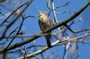 Song Thrush (Turdus philomelos) - France