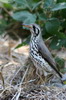 Groundscraper Thrush (Psophocichla litsitsirupa) - Namibia