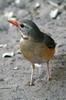 Merle kurrichane (Turdus libonyana) - Namibie