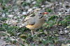 Merle kurrichane (Turdus libonyana) - Namibie