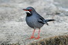 Western Red-legged Thrush (Turdus rubripes) - Cuba