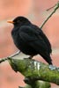 Merle noir (Turdus merula) - France