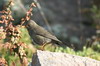 Chiguanco Thrush (Turdus chiguanco) - Peru