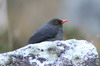 Great Thrush (Turdus fuscater) - Peru