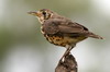 Ethiopian Thrush (Psophocichla simensis) - Ethiopia