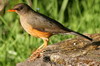 Merle abyssinien (Turdus abyssinicus) - Ethiopie