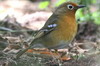 Abyssinian Ground-thrush (Geokichla piaggiae) - Ethiopia