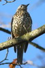 Grive draine (Turdus viscivorus) - France