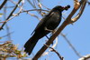 Merle noir (Turdus merula) - Iles Canaries