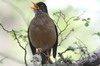 Merle austral (Turdus falcklandii) - Argentine