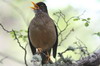 Austral Thrush (Turdus falcklandii) - Argentina