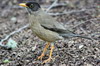 Austral Thrush (Turdus falcklandii) - Argentina