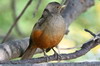 Merle  ventre roux (Turdus rufiventris) - Argentine