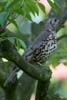 Mistle Thrush (Turdus viscivorus) - France