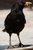 Merle noir (Turdus merula) - Maroc