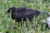 Eurasian Blackbird (Turdus merula) - Romania