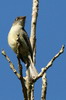 Cuban Pewee (Contopus caribaeus) - Cuba