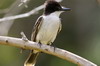 Loggerhead Kingbird (Tyrannus caudifasciatus) - Cuba