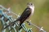 Cuban Pewee (Contopus caribaeus) - Cuba