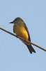 Tropical Kingbird (Tyrannus melancholicus) - Peru