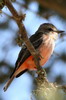 Common Vermilion Flycatcher (Pyrocephalus rubinus) - Peru