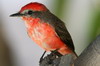 Common Vermilion Flycatcher (Pyrocephalus rubinus) - Peru