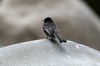 Moucherolle noir (Sayornis nigricans) - Pérou